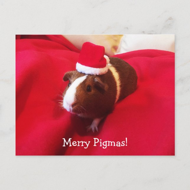 Guinea Pig Santa Claus Christmas Holiday (Front)