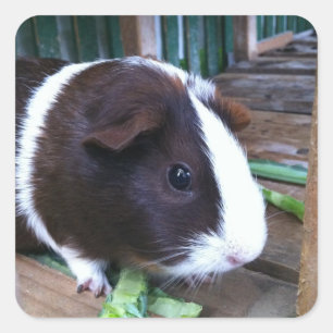 guinea pig square sticker