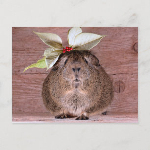Guinea Pig Sweetheart Postcard