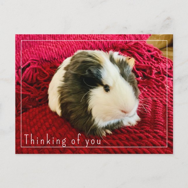 Guinea Pig Thinking of You Postcard Editable (Front)
