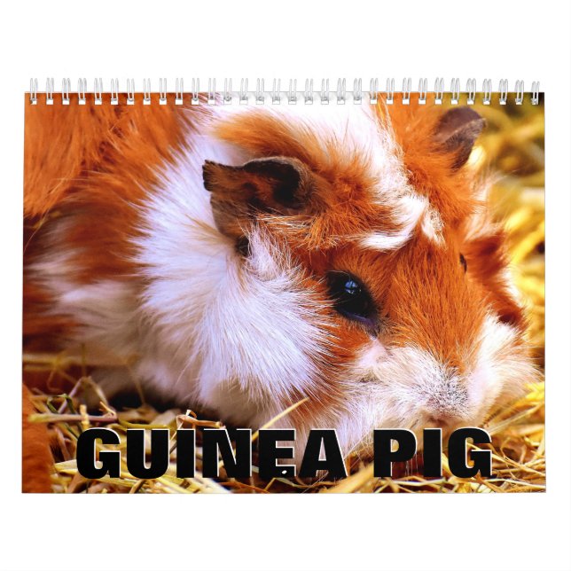 Guinea Pig Wall Calendar (Cover)