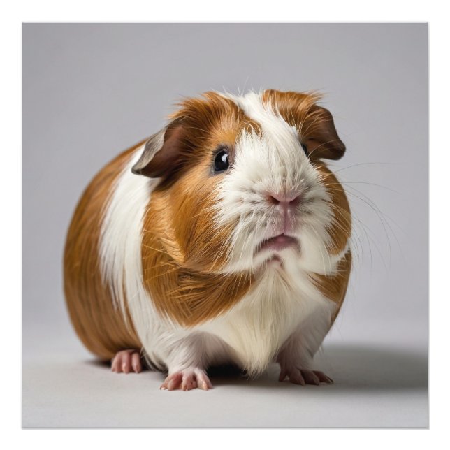 Guinea Pig white background Photo Print (Front)
