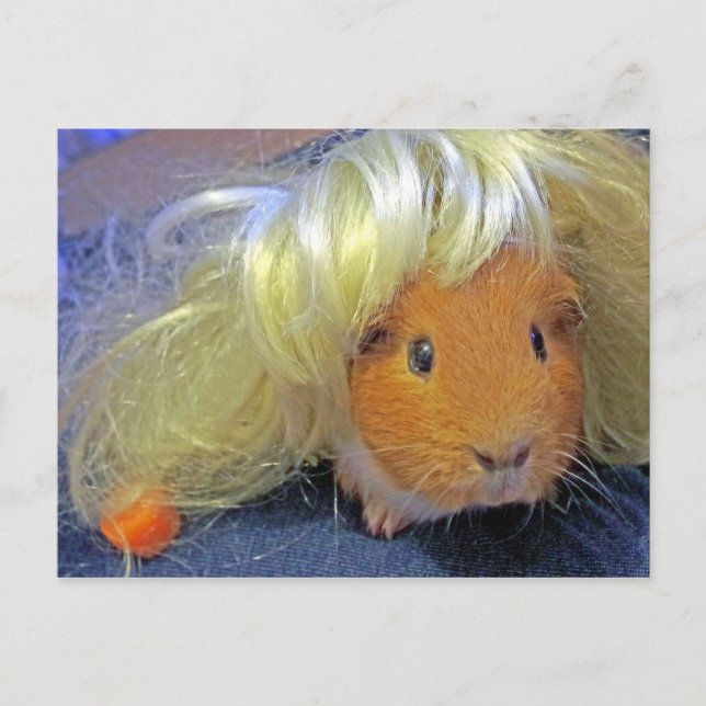 guinea pig with a wig postcard (Front)