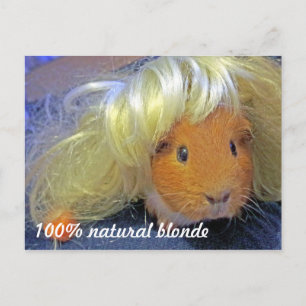 Guinea pig with blonde wig postcard