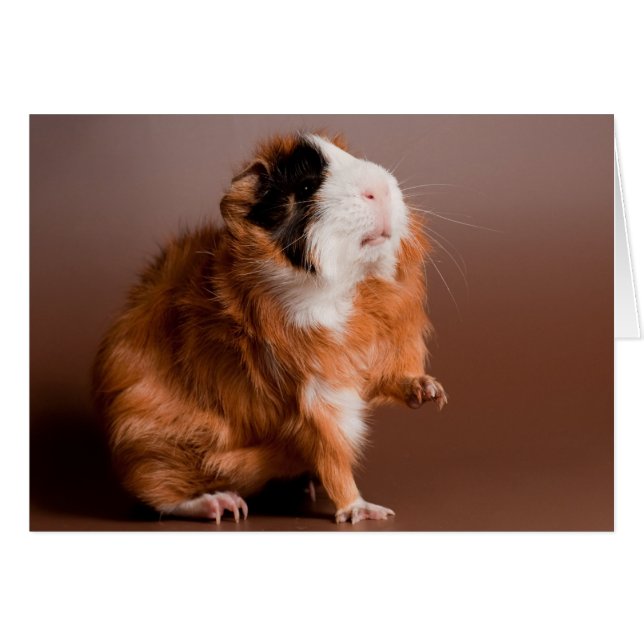 guinea pigs (Front Horizontal)