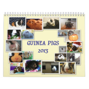 Guinea Pigs 2013 Calendar