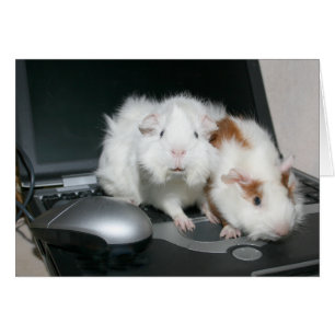 Guinea pigs and laptop