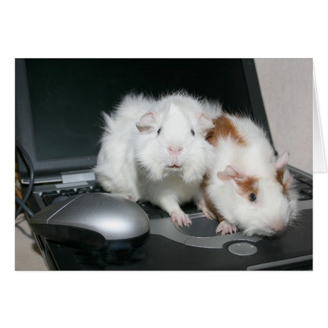 Guinea pigs and laptop (Front Horizontal)