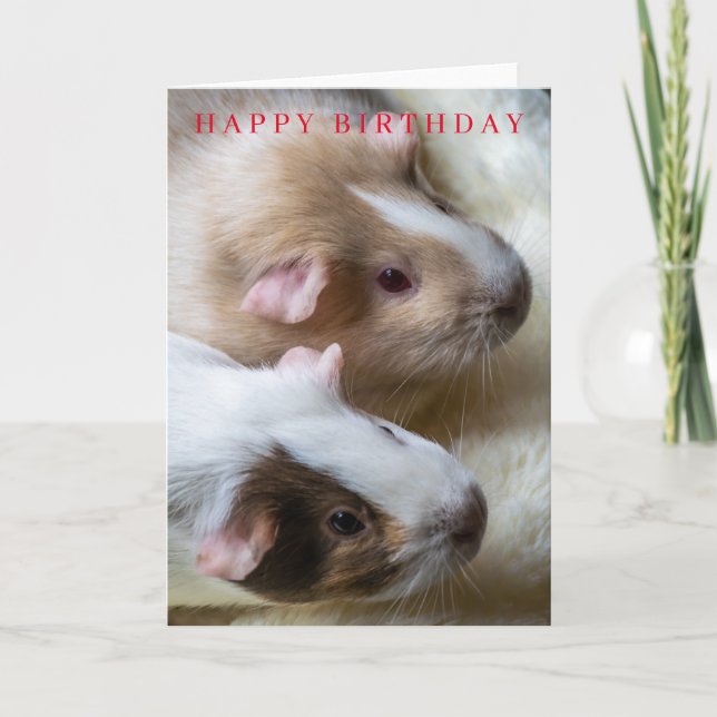 Guinea pigs birthday card (Front)