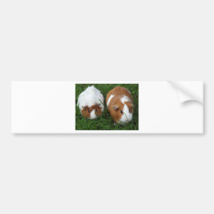 Guinea Pigs Bumper Sticker
