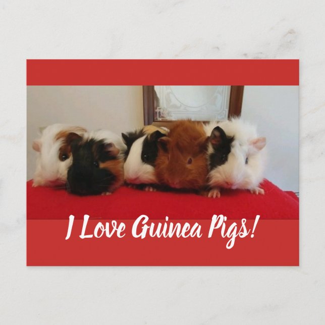 Guinea pigs Card (Front)