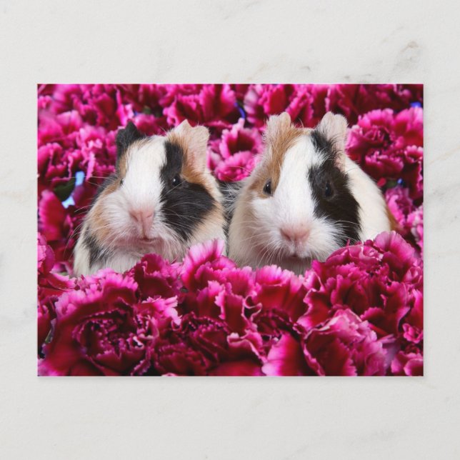 Guinea Pigs in the Flower Bed Postcard (Front)
