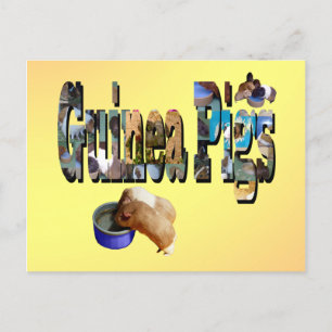 Guinea Pigs Is The Word, Postcard