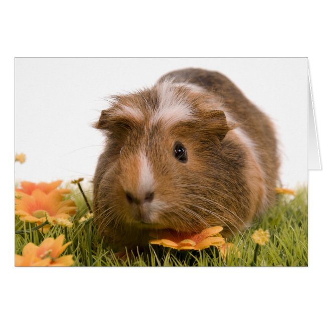 guinea pigs on a lawn (Front Horizontal)