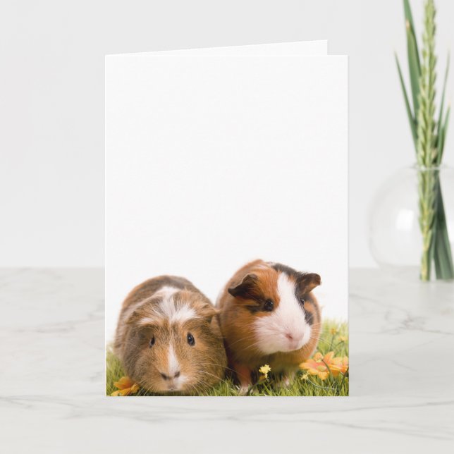 guinea pigs on a lawn card (Front)