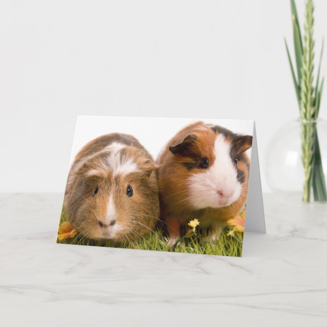 guinea pigs on a lawn card (Front)