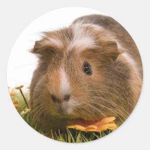 guinea pigs on a lawn classic round sticker