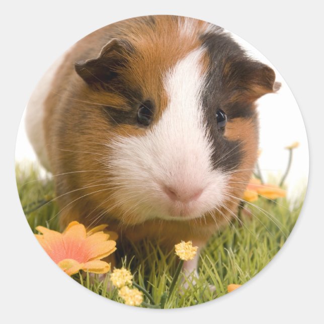 guinea pigs on a lawn classic round sticker (Front)