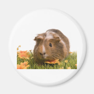 guinea pigs on a lawn magnet