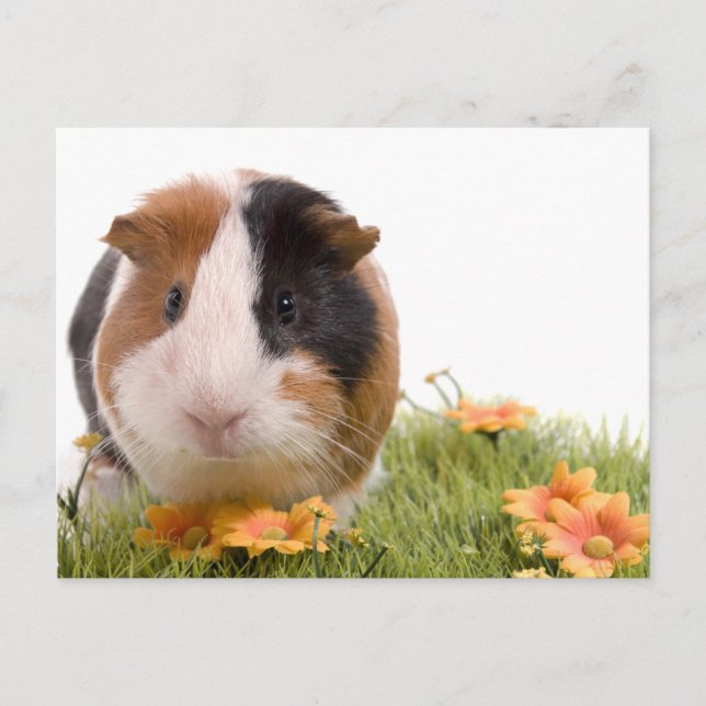 guinea pigs on a lawn postcard (Front)