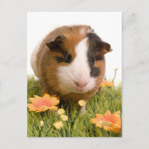 guinea pigs on a lawn postcard