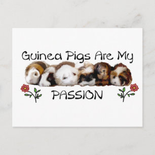 GUINEA PIGS PASSION.jpg Postcard