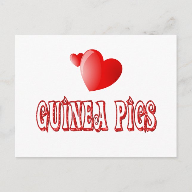 Guinea Pigs Postcard (Front)