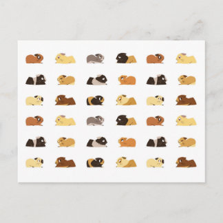 Guinea pigs postcard