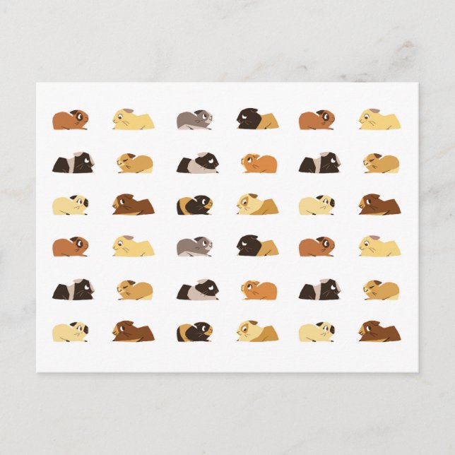 Guinea pigs postcard (Front)