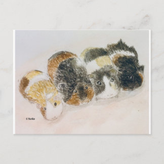 guinea pigs postcard