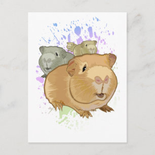 Guinea Pigs Postcard