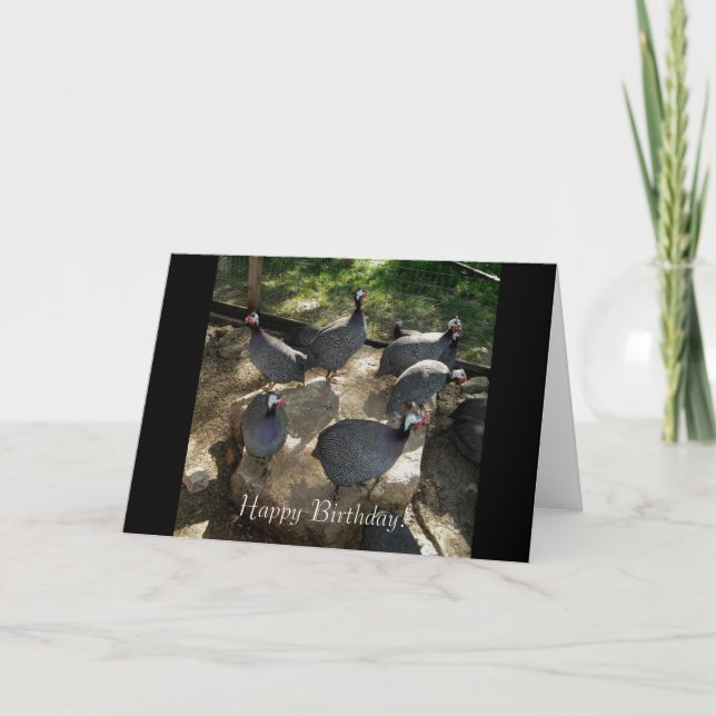 Guinea Rock, Guinea Fowl Birthday Card (Front)