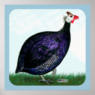 Guinea Royal Purple and Sky Poster