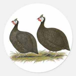 Guineas:  Chocolate Classic Round Sticker