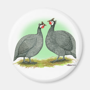 Guineas: French Magnet