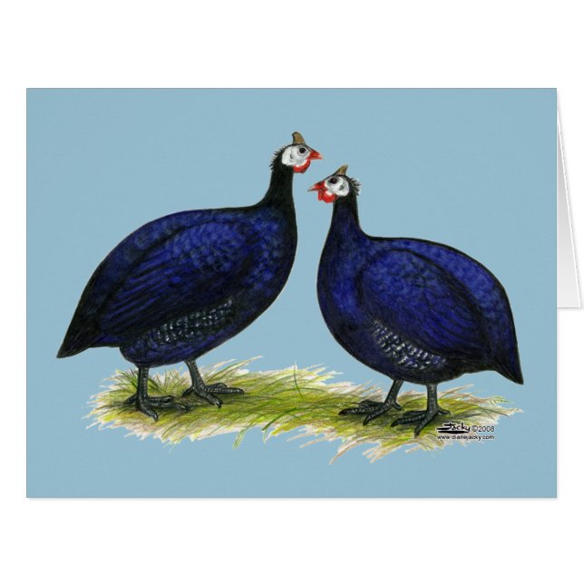 Guineas Royal Purple Pair (Front Horizontal)
