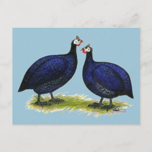 Guineas Royal Purple Pair Postcard
