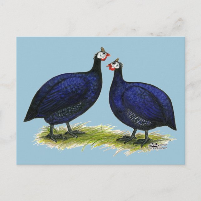 Guineas Royal Purple Pair Postcard (Front)