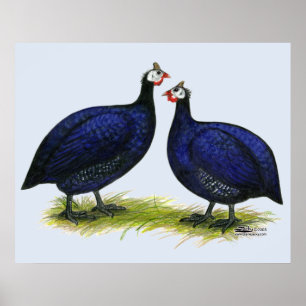 Guineas Royal Purple Pair Poster