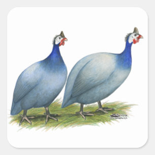 Guineas Slate Pair Square Sticker