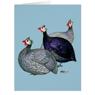 Guineas Three