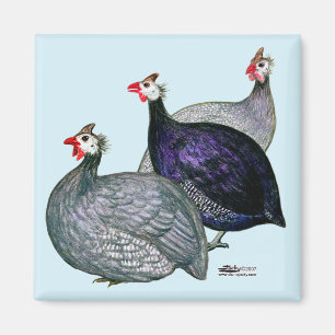 Guineas Three Magnet