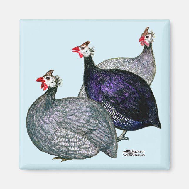 Guineas Three Magnet (Front)