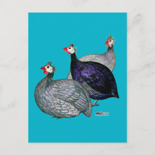 Guineas Three Postcard