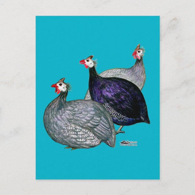 Guineas Three Postcard (Front)