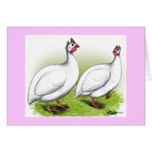 Guineas:  White