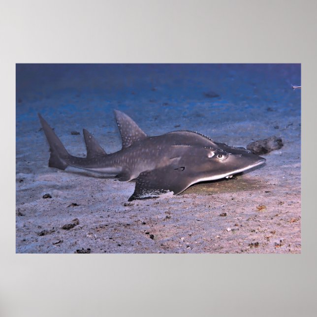 Guitar Shark Poster (Front)