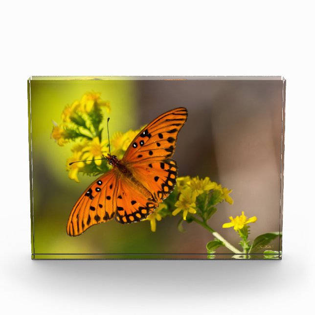 Gulf Fritillary aka Passion Butterfly on Goldenrod Photo Block (Front)