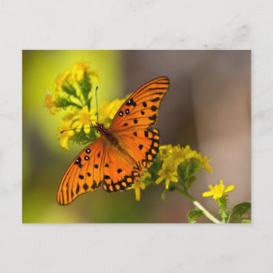 Gulf Fritillary aka Passion Butterfly on Goldenrod Postcard