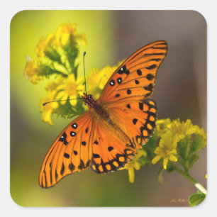 Gulf Fritillary aka Passion Butterfly on Goldenrod Square Sticker